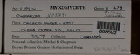 Physarum nutans image